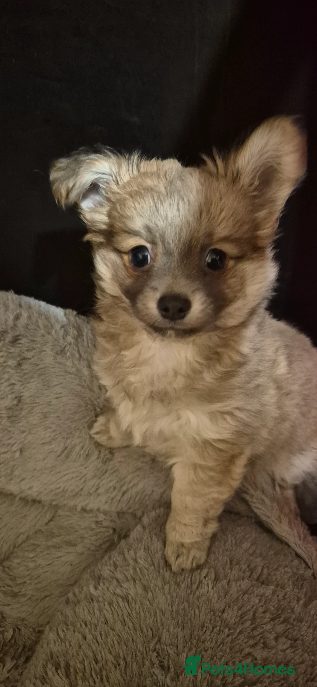 Chihuahua dogs for sale: Gorgeous Pedigree Chi Boy - Advert 4
