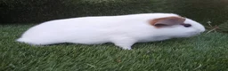 Guinea Pig rodents for sale: Male guinea pig Boys  - Advert 6