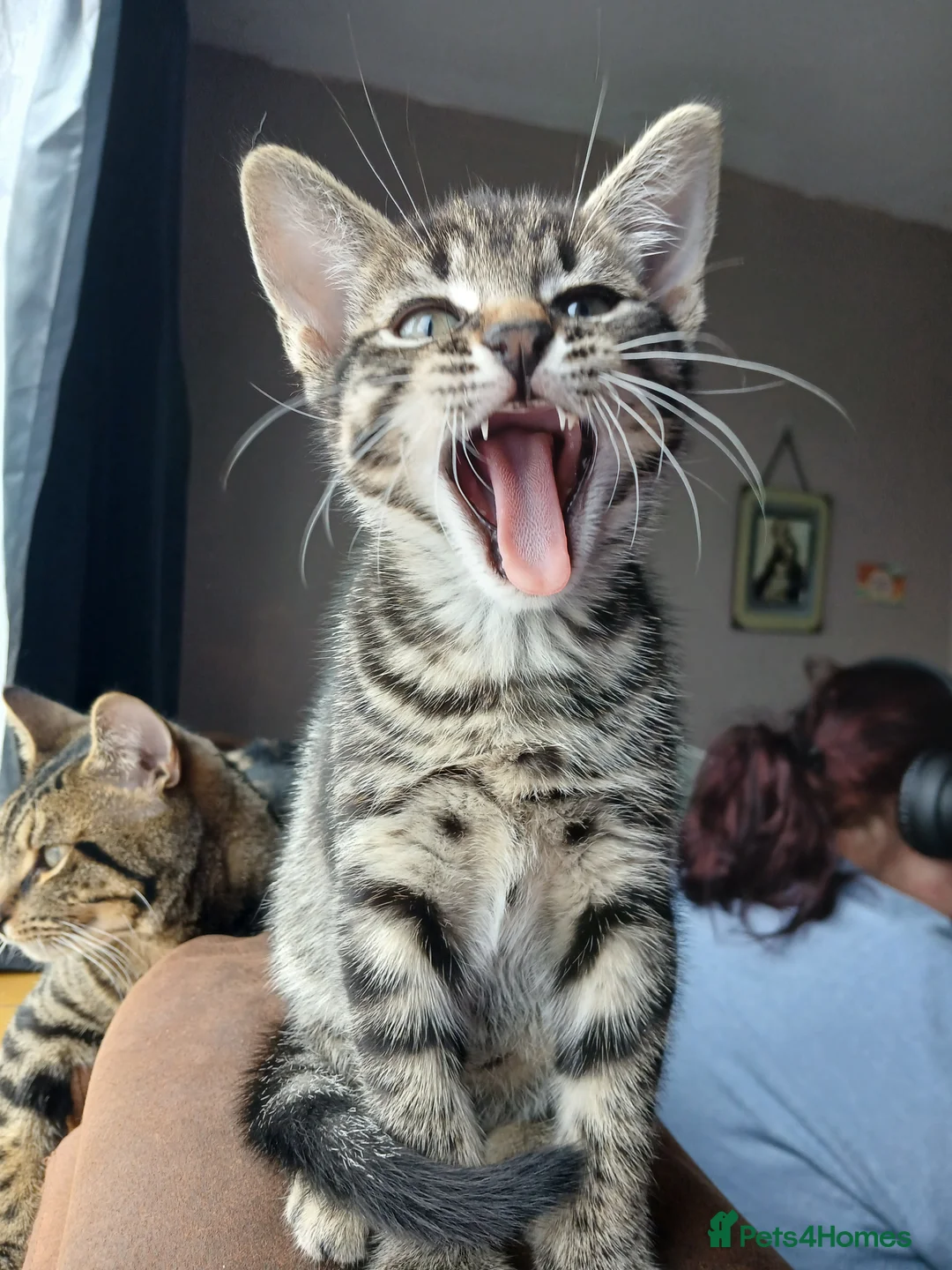 Mixed Breed cats for sale: 2 male kittens for sale (sold as pair)  - Advert 4