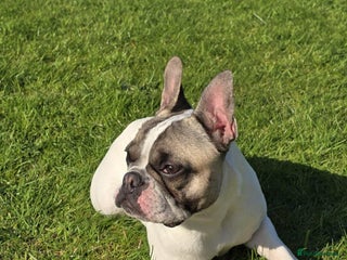 French Bulldog dogs - Advert 1