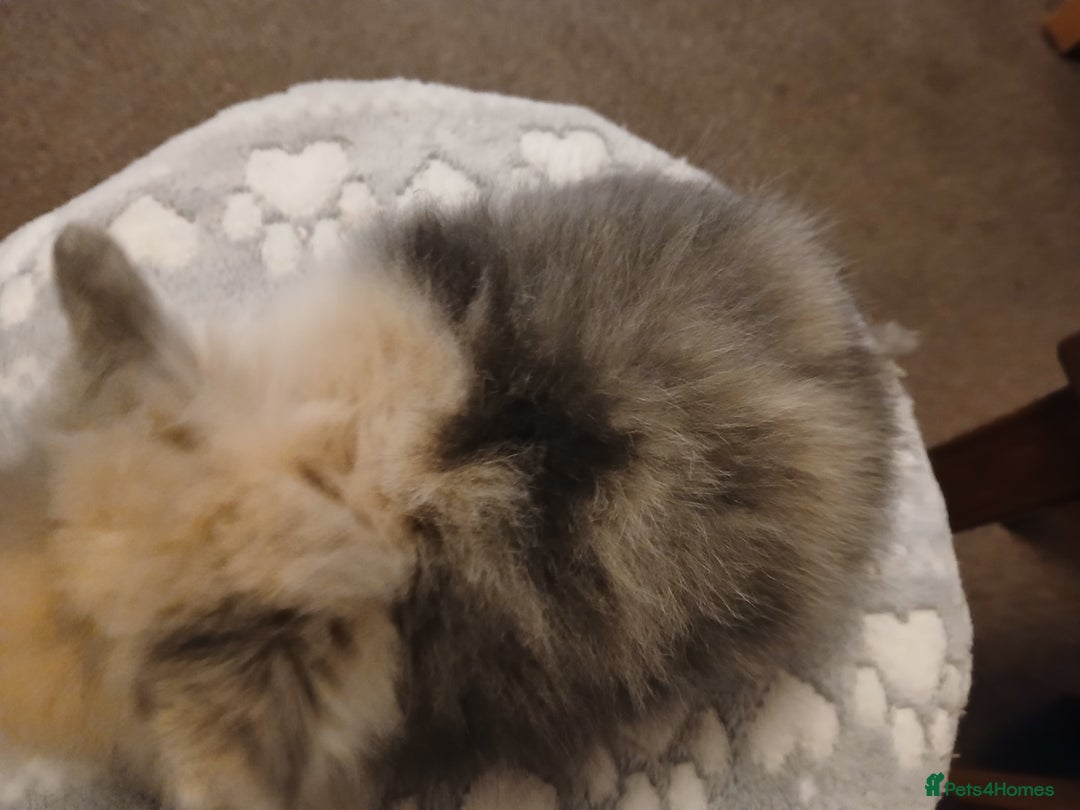 Lionhead rabbits for sale: Stunning DM Lionhead baby rabbits  - Advert 9