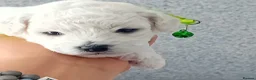 Bichon Frise dogs for sale: Bichon Frise ( 2 boys 2 girls ) - Advert 7