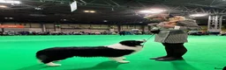 Border Collie dogs for sale: Stunning Champion line puppies  - Advert 32