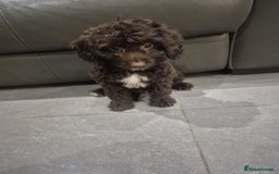 Cockapoo dogs for sale: Last f1B girl ready now - Image 6