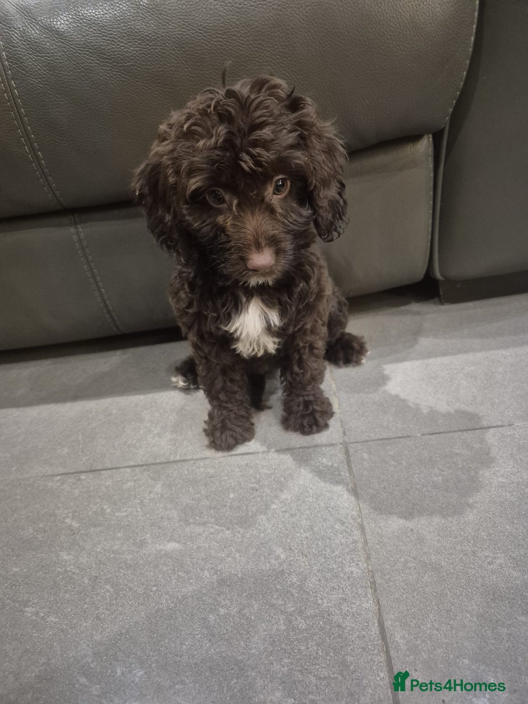 Cockapoo dogs for sale: Last f1B girl ready now - Image 6
