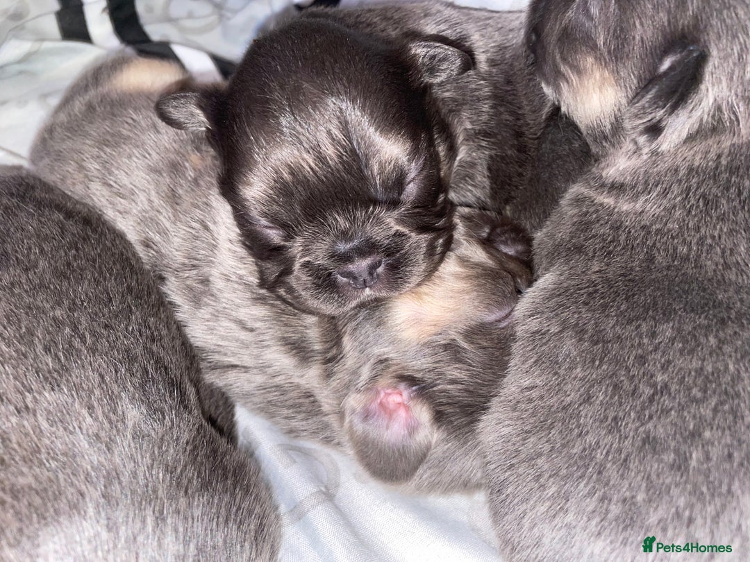 French Bulldog dogs for sale: 🩷🐶🐾6 Adorable fluffy French bulldogs 🩷🐶🐾 - Advert 21