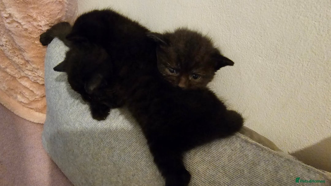 Bombay cats for sale: Selling 3 friendly kitten 😸 ♥️  - Advert 6