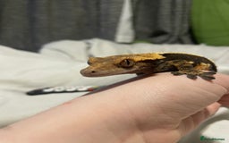 Gecko reptiles for sale: Created gecko  - Image 4