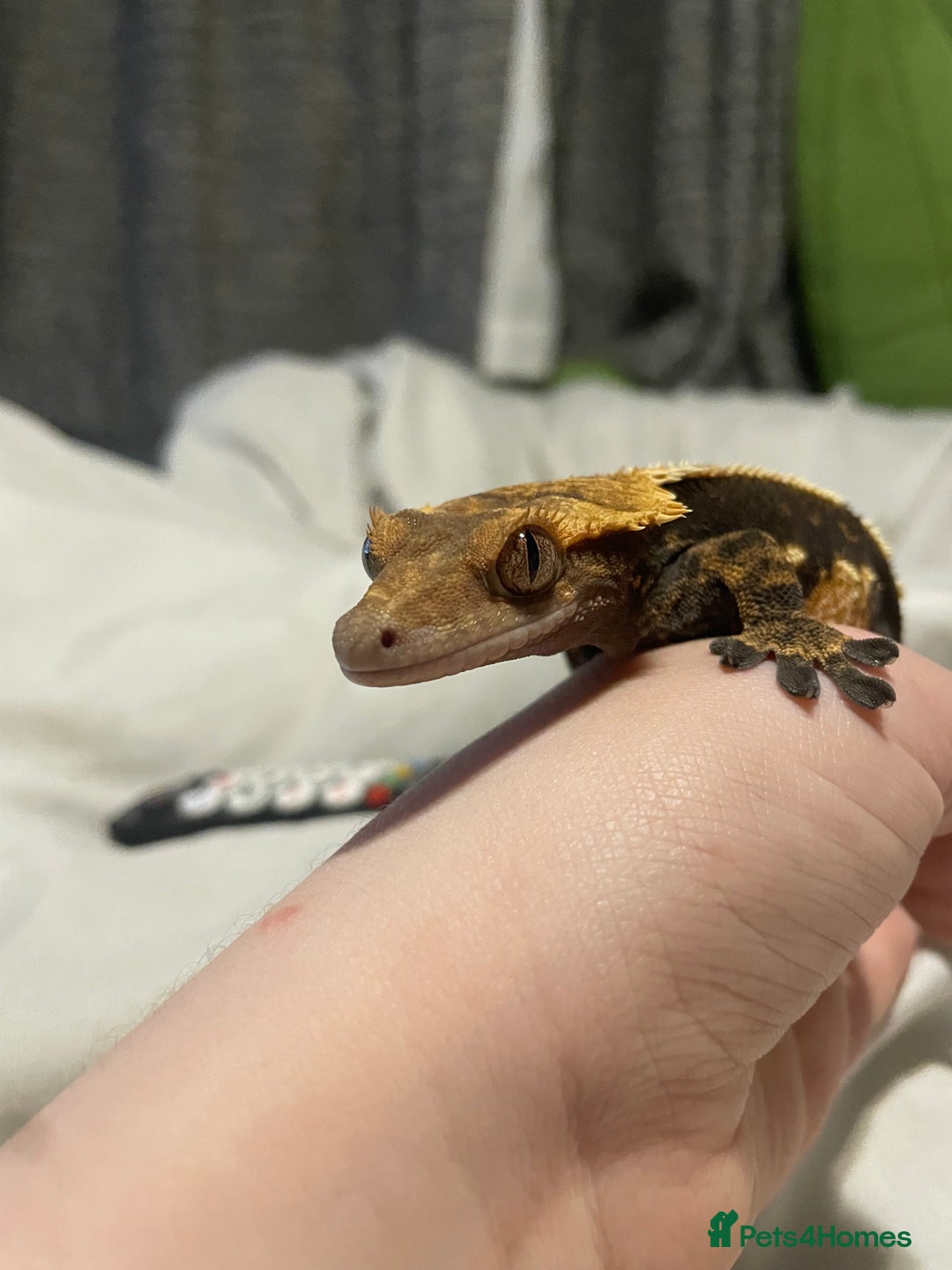 Gecko reptiles for sale: Created gecko  - Image 4
