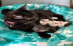 Mixed Breed cats for sale: Mixed breed kittens  - Image 26