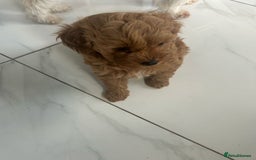 Toy Poodle dogs for sale: 🌟TOY POODLES READY FOR THERE FOREVER HOMES 🌟 - Image 3
