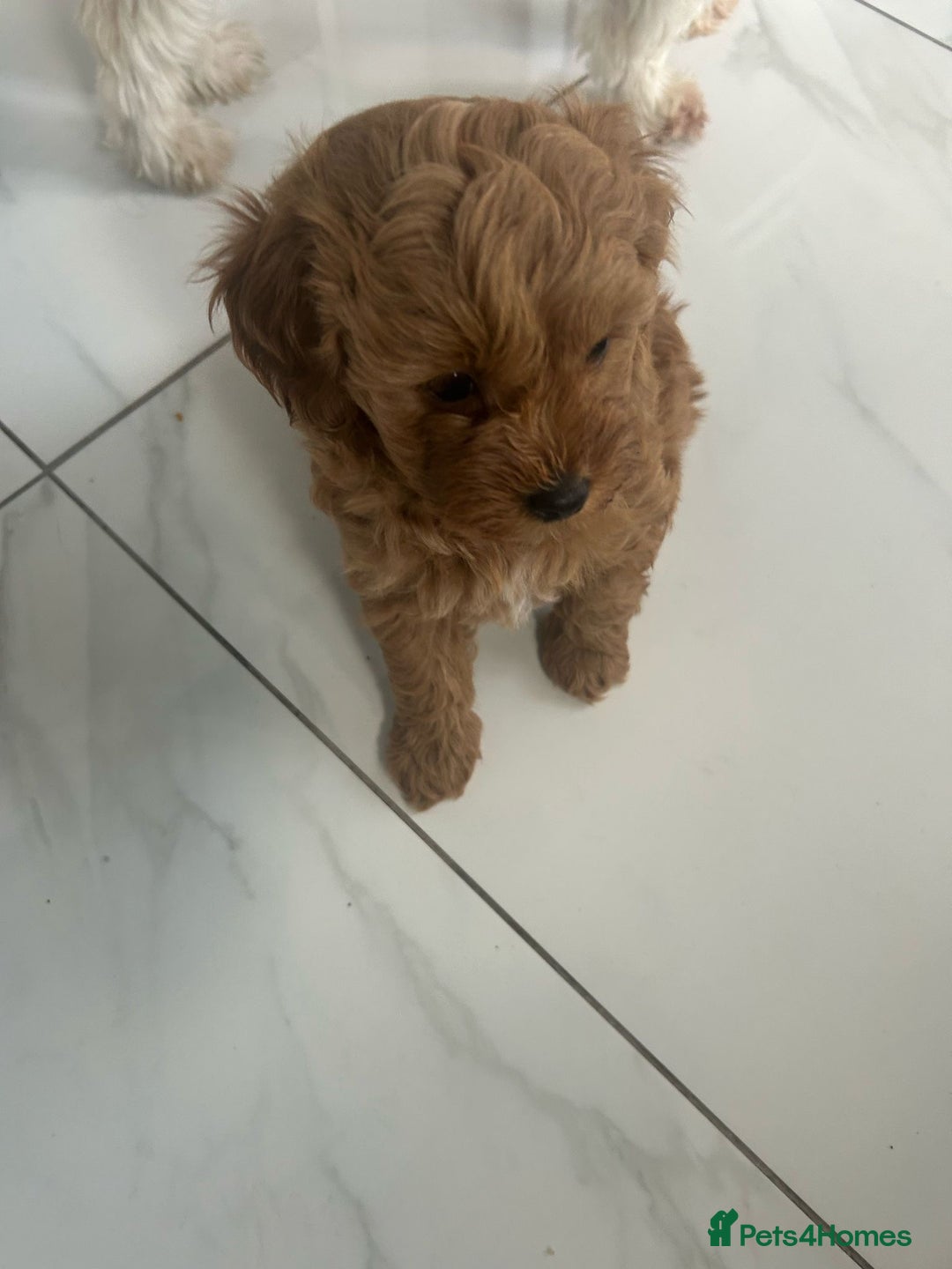 Toy Poodle dogs for sale: 🌟TOY POODLES READY FOR THERE FOREVER HOMES 🌟 - Image 3
