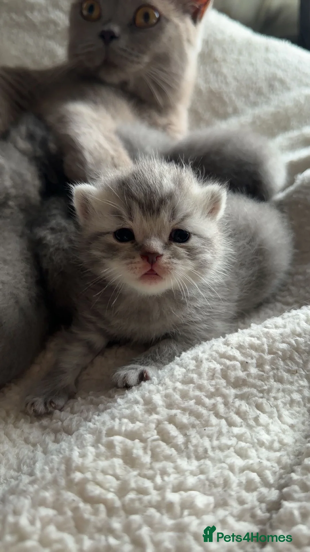 British Shorthair cats for sale: British shorthair kittens - Advert 2