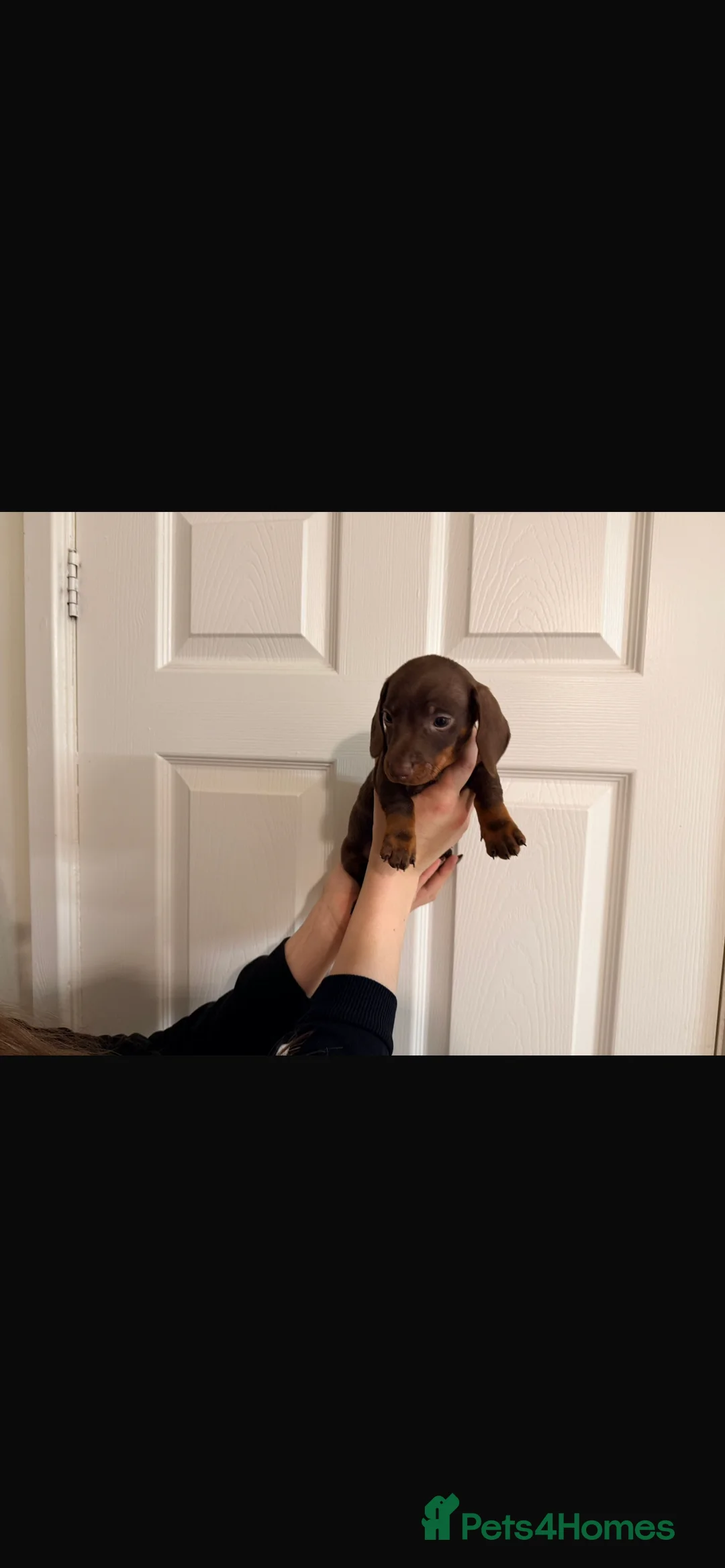 Miniature Dachshund dogs for sale: 🐾 MINI DASCHUND PUPPIES 🐾 - Advert 18