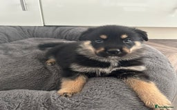 Mixed Breed dogs for sale: ONLY 2 GIRLS LEFT! | 10 Beautiful Rottsky Puppies. - Image 8