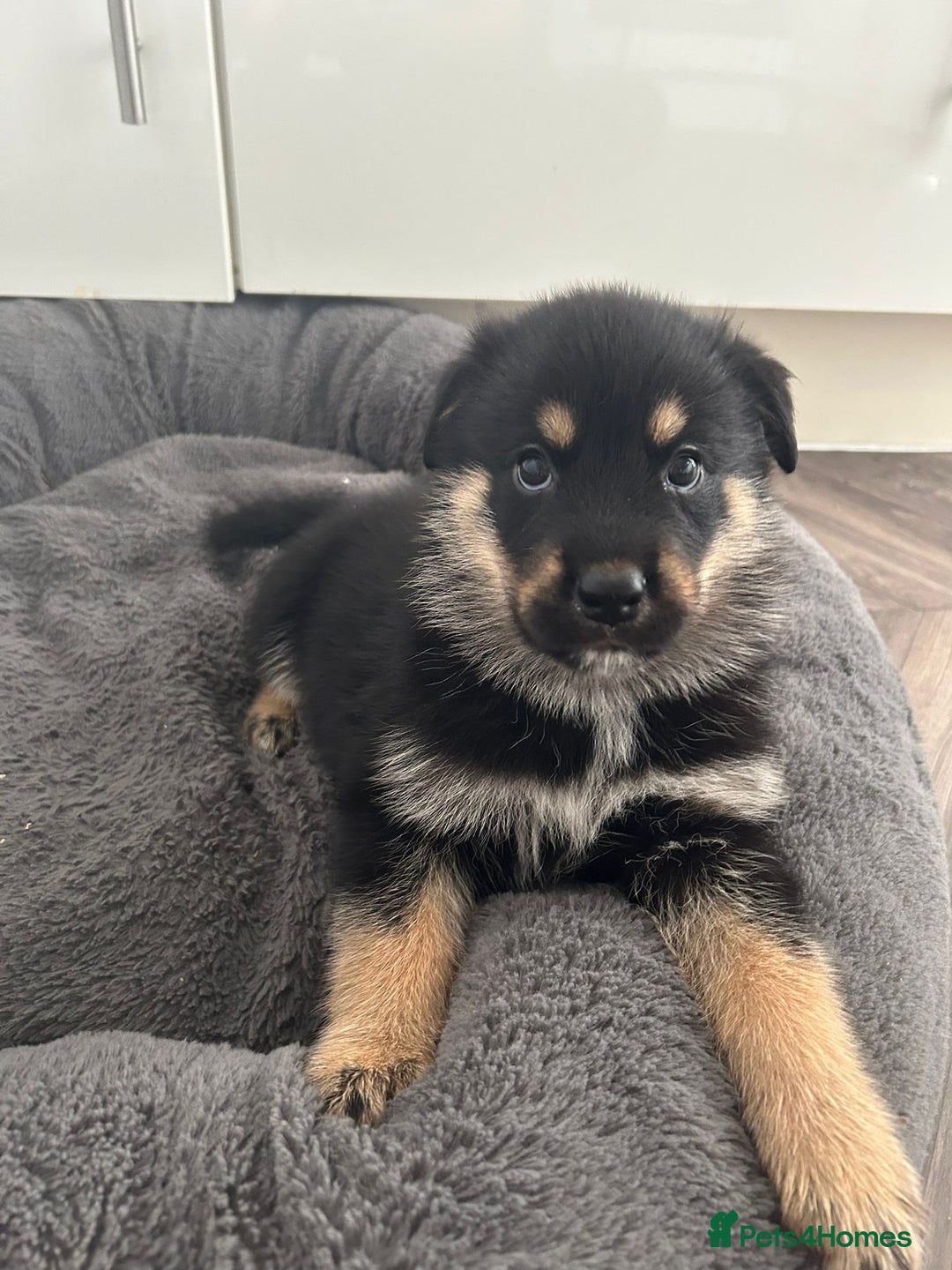 Mixed Breed dogs for sale: ONLY 2 GIRLS LEFT! | 10 Beautiful Rottsky Puppies. - Image 8