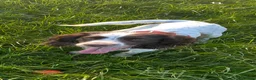 Sprocker dogs for sale: Sprocker spaniel for rehoming - Advert 3