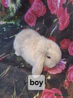 Mini Lop rabbits Mini lop baby rabbits - Advert 2