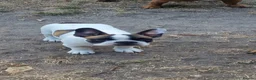 French Bulldog dogs for sale: Standard red fawn/pied French bulldog - Advert 7