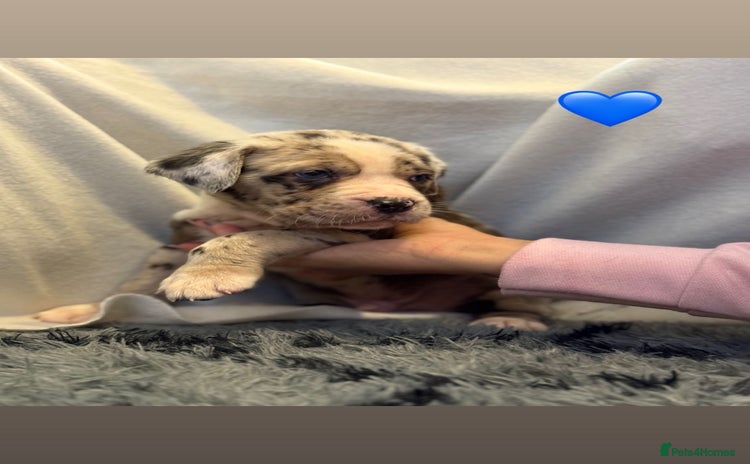 Cane Corso dogs - Advert 16