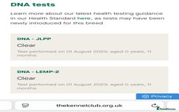 Rottweiler dogs for stud: HUGE HEALTH TESTED STUD - 0/0 hips 0/0 elbows in Bedford - Image 27