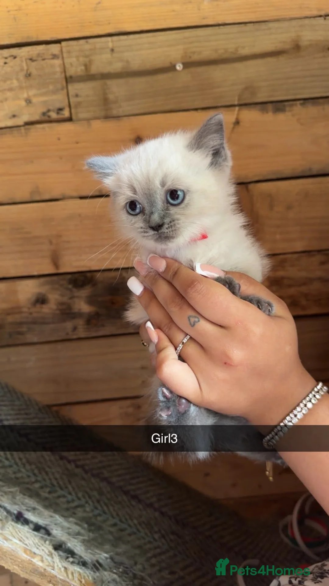 Ragdoll cats for sale: Stunning Ragdoll kittens  - Advert 2