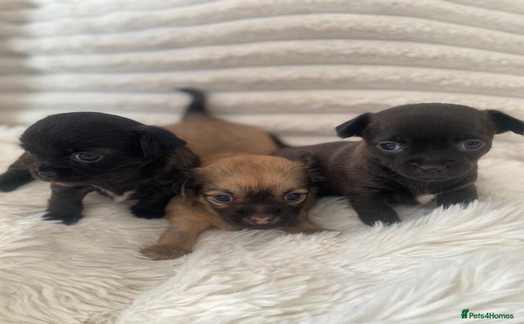 Chihuahua dogs - Advert 2