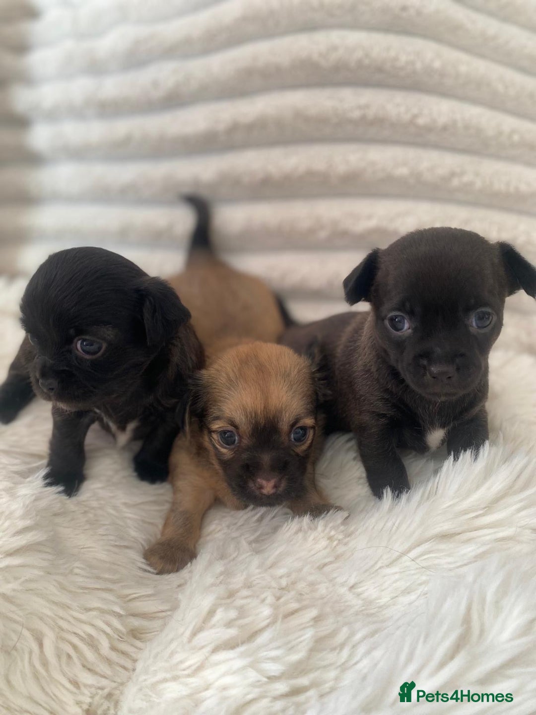 Chihuahua dogs for sale: Absolutely Stunning Little Chihuahua Puppies - Image 1
