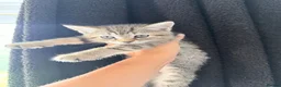 Mixed Breed cats for sale: Mixed breed tabby X ragdoll kittens - Advert 19
