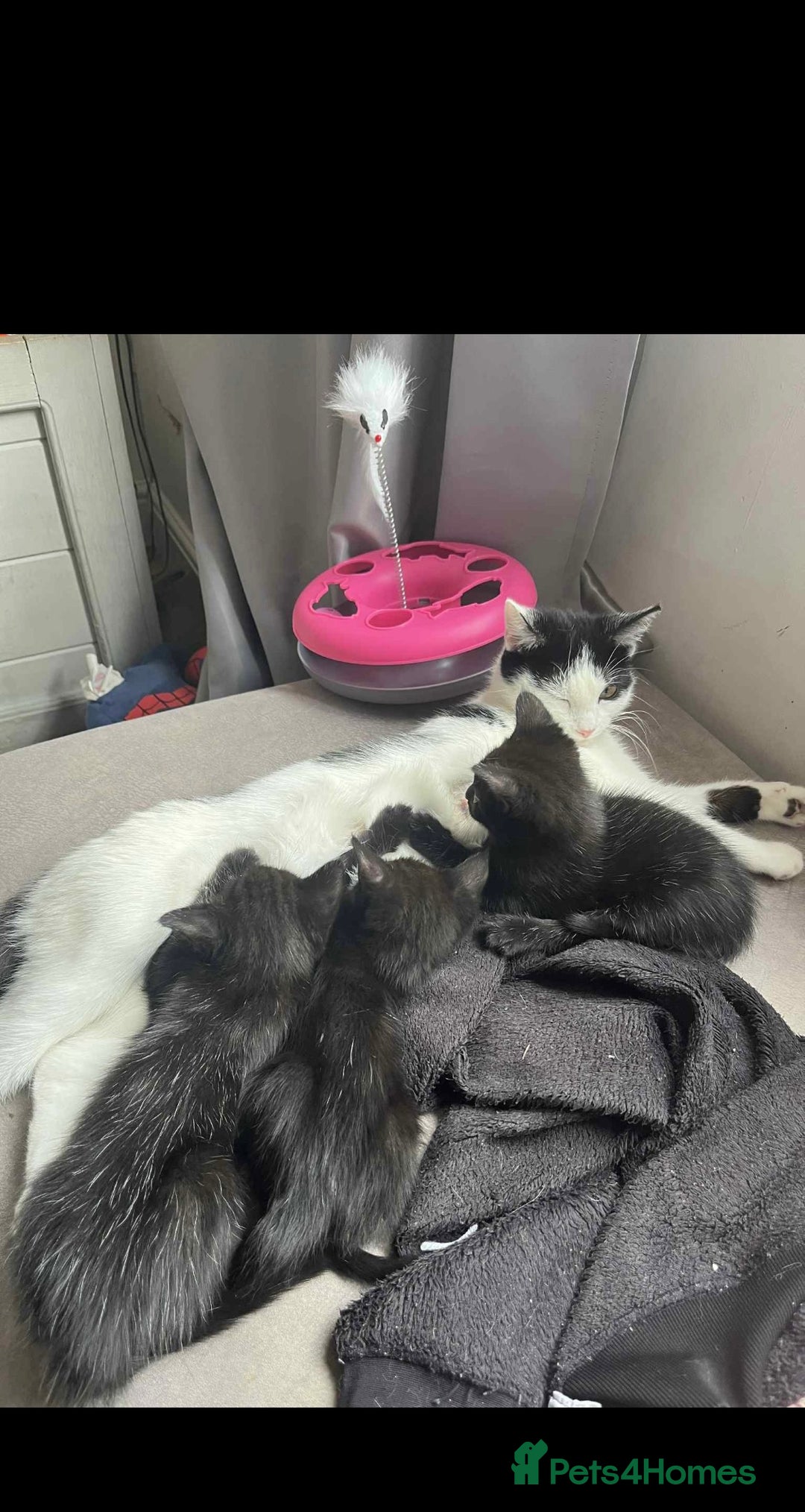 Mixed Breed cats for sale: Beautiful kittens, little panthers  - Image 7