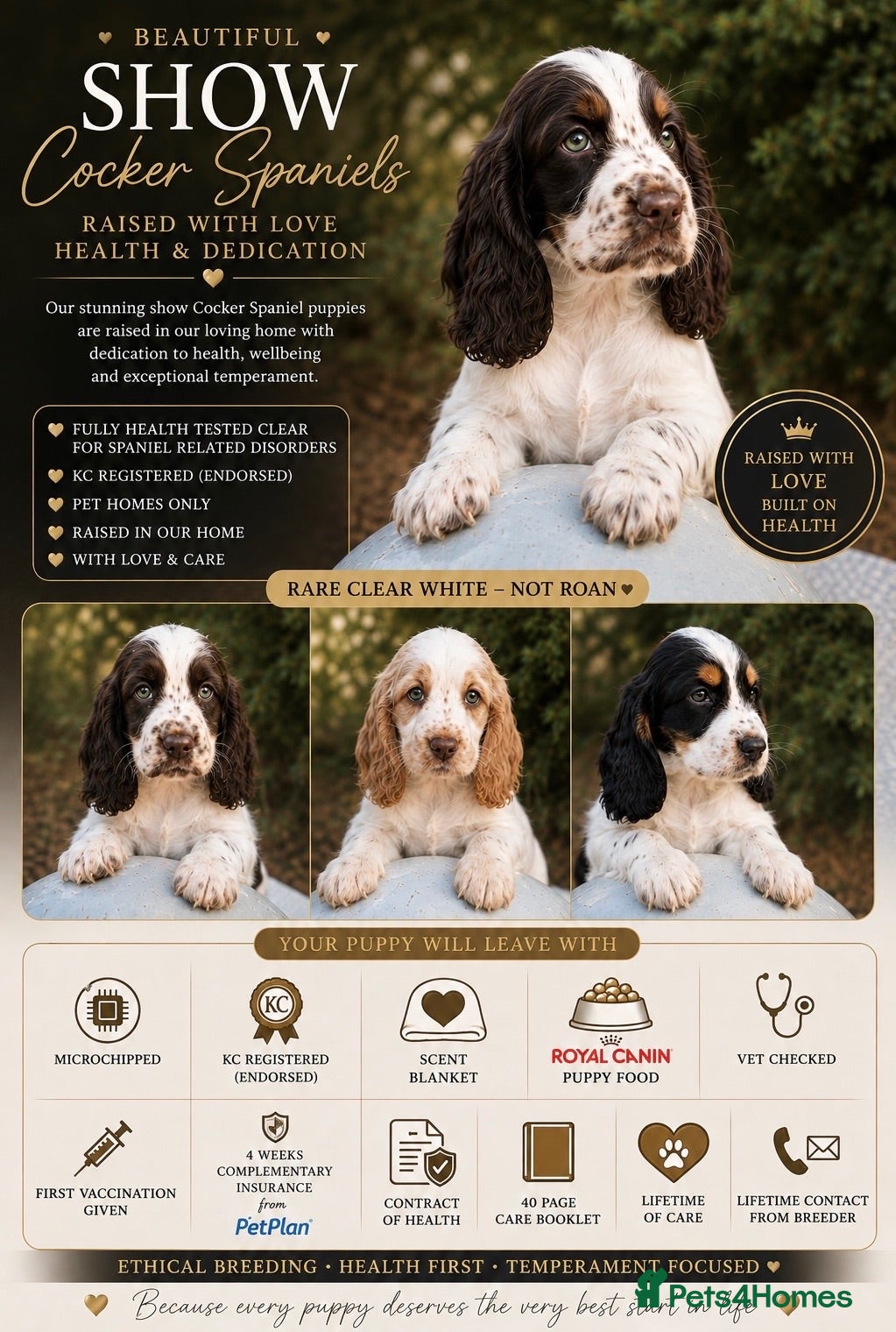 Cocker Spaniel dogs Stunning unique show cockers  - Advert 1