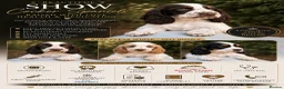 Cocker Spaniel dogs for sale: Stunning unique show cockers  - Advert 1