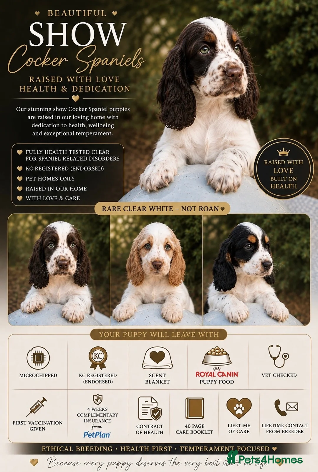 Cocker Spaniel dogs for sale: Stunning unique show cockers  - Advert 1