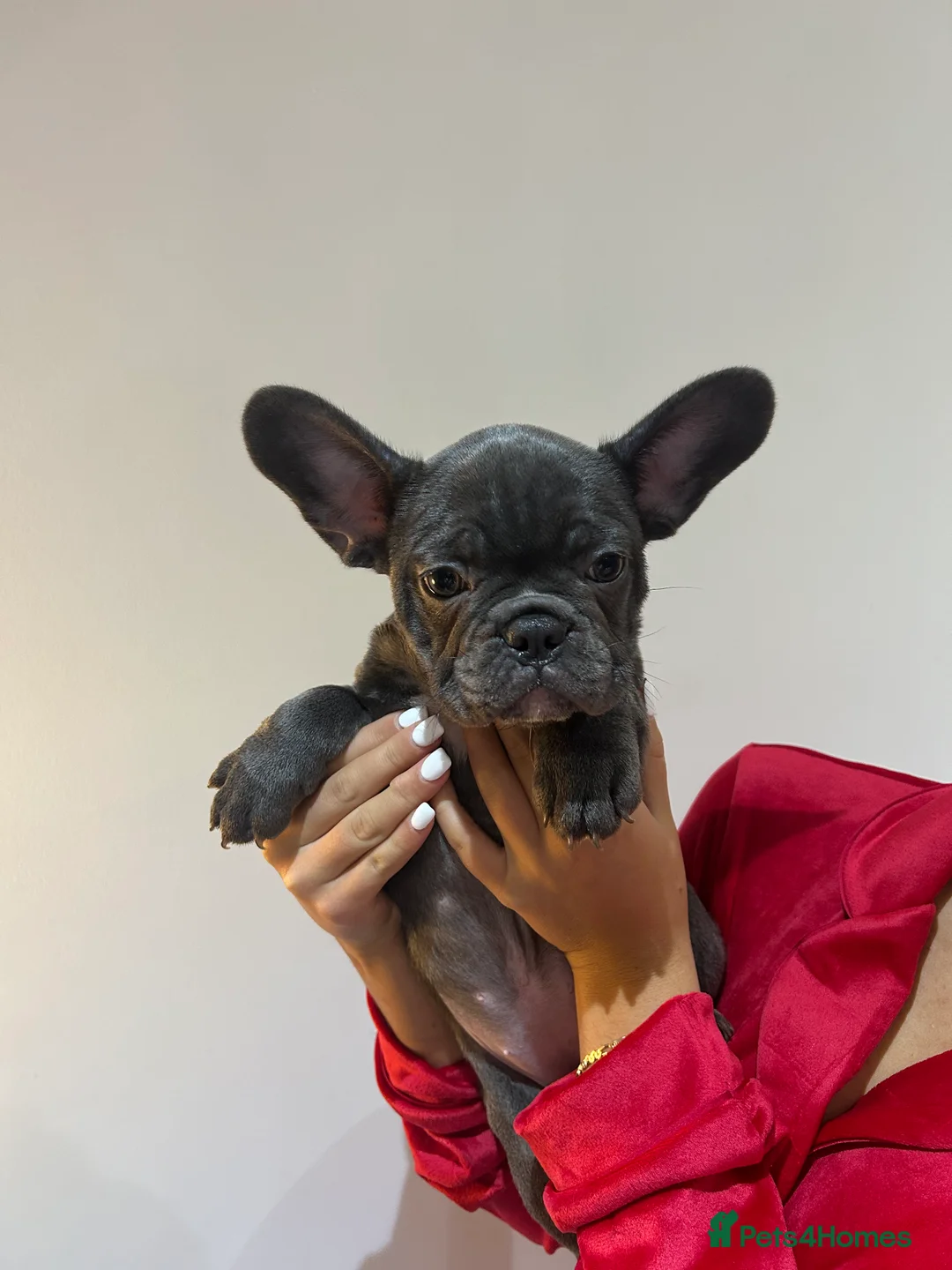 French Bulldog dogs for sale: READY NOW KC registered x 5 french bulldogs pups - Advert 4