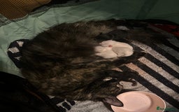Ragdoll cats for sale: Ragdoll kitten  - Image 12