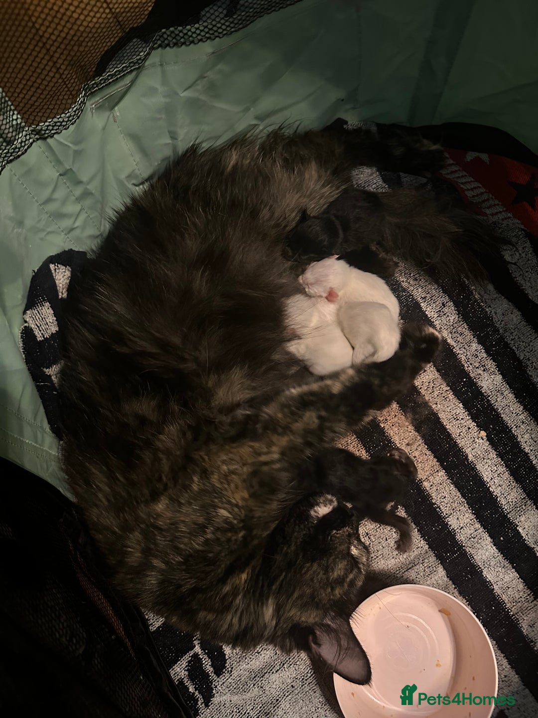Ragdoll cats for sale: Ragdoll kitten  - Image 12
