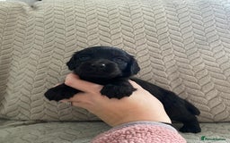 Cocker Spaniel dogs for sale: Working cocker spaniel puppies  - Image 15