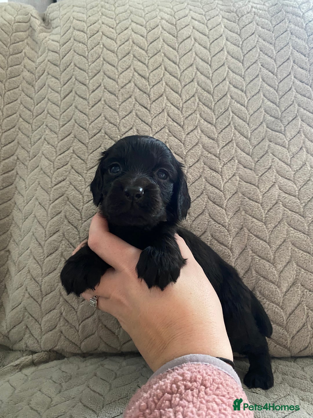 Cocker Spaniel dogs for sale: Working cocker spaniel puppies  - Image 15