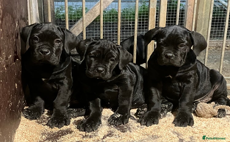 Cane Corso dogs - Advert 1