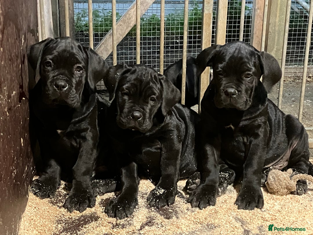 Cane Corso dogs for sale: All are now sold  - Advert 2
