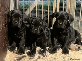 Cane Corso dogs - Advert 5