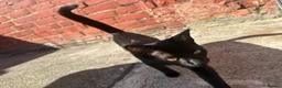 Domestic Shorthair cats for sale: Binx is looking for a loving new home 🐾❤️ - Advert 3