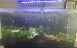 Platies fish for sale: 130L fish tank with stand everything included - Image 4