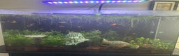Platies fish for sale: 130L fish tank with stand everything included - Advert 4