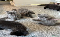 Persian cats for sale: Persian kittnes for sale London  - Advert 7