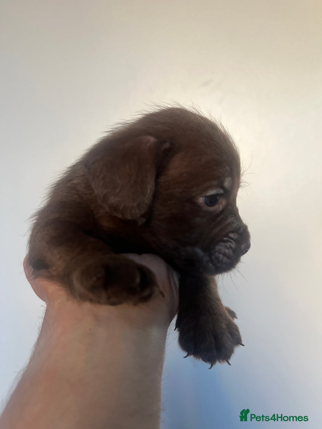 Cockapoo dogs for sale: Adorable cockapoo cross reduced last 2  - Image 13