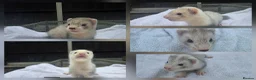 Ferret rodents for sale: Silver Ferret Kits Ready To Leave - Advert 1