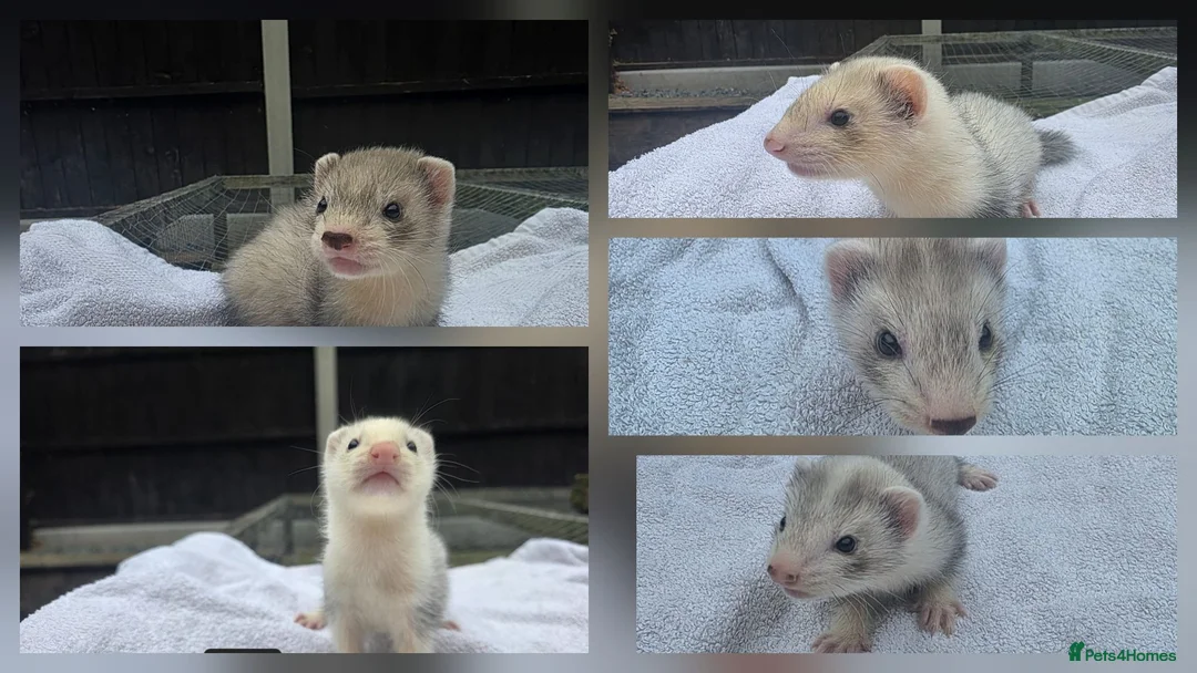 Ferret rodents for sale: Silver Ferret Kits Ready To Leave - Advert 1