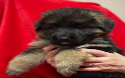 German Shepherd dogs for sale: Stunning longcoat German Shepherd puppies - Image 18