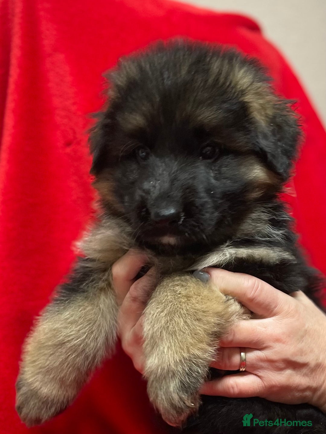 German Shepherd dogs for sale: Stunning longcoat German Shepherd puppies - Image 18